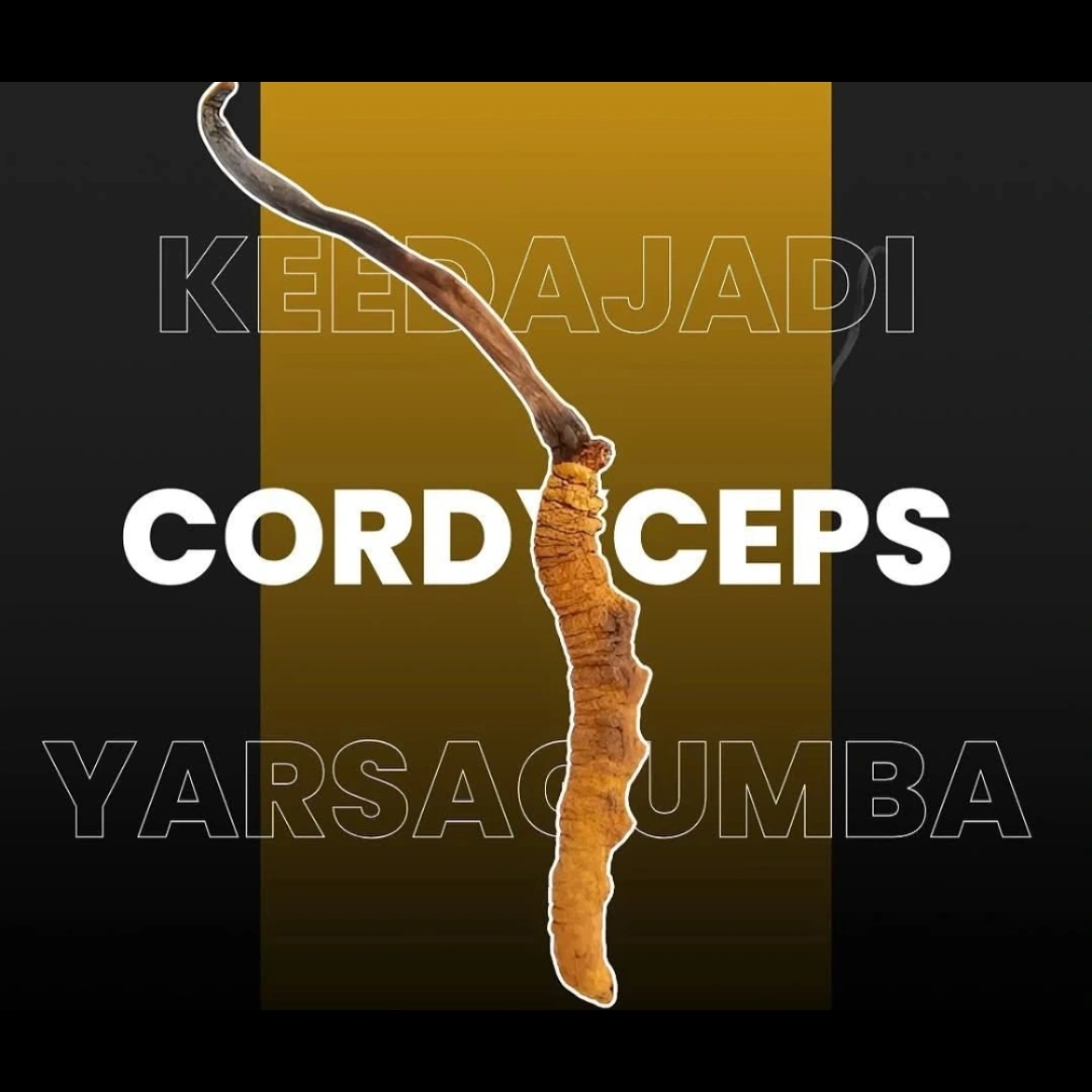 Keedajadi / Cordyceps Sinuses / Yarsagumba / Yarsagumbu - 1Gm